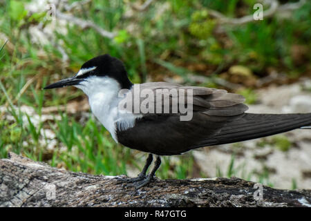 Verrußtes Tern auf Lady Musgrave Island Stockfoto