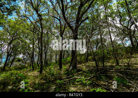 Weg der Bäume im Wald auf Fraser Island Stockfoto