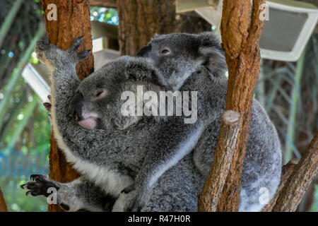 Koala Paar Kuscheln im Baum Stockfoto