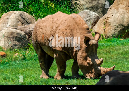 Das weiße Nashorn im Zoo Stockfoto