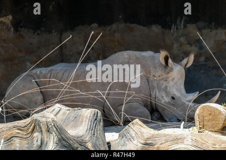 Der allmächtige Sumatra Tiger Stockfoto