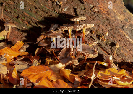 Klumpen braune Pilze innerhalb von alten verrotteten Eiche stumpf von Herbst Blätter fallen im Querformat umgeben. Stockfoto