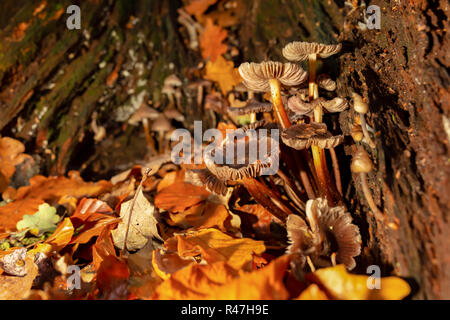 Klumpen braune Pilze innerhalb von alten verrotteten Eiche stumpf von Herbst Blätter fallen im Querformat umgeben. Stockfoto