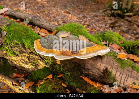 Landschaft Farbfoto des großen Birch polypore Halterung auf umgefallene Baum Seiten- und beleuchtete von unten. Stockfoto