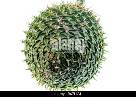 Steckkegel eines Norfolk Island Kiefer, oder Araucaria araucana, ein nadelbaum der Gefässpflanzen, endemisch in Norfolk Insel im Pazifischen Ozean Stockfoto