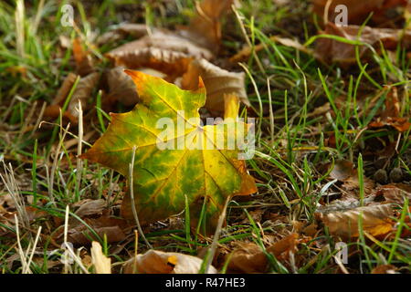 Herbst im Burggarten Stockfoto