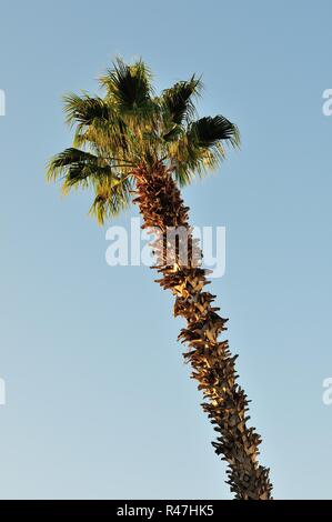 Kanarische Dattelpalme Stockfoto