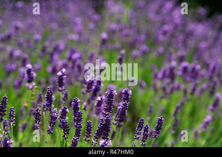 Lavendel Wiese im Sommer Stockfoto