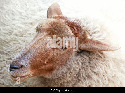 Kopfstudie Schafe Stockfoto