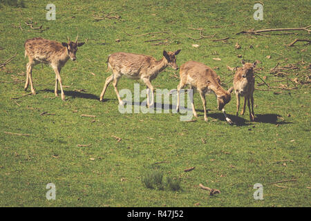 Im Sommer Aussicht auf eine Herde von Damhirsch (Dama Dama) auf die grüne Wiese. Diese Säugetiere der Familie cervidae gehören Stockfoto