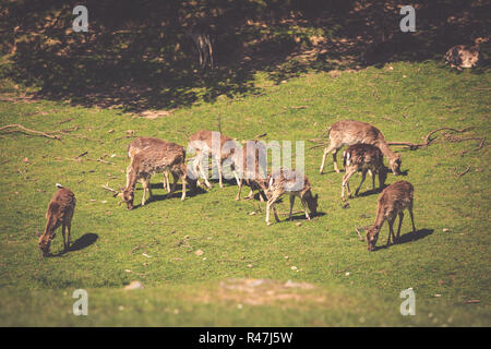 Im Sommer Aussicht auf eine Herde von Damhirsch (Dama Dama) auf die grüne Wiese. Diese Säugetiere der Familie cervidae gehören Stockfoto