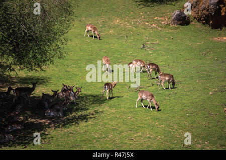 Im Sommer Aussicht auf eine Herde von Damhirsch (Dama Dama) auf die grüne Wiese. Diese Säugetiere der Familie cervidae gehören Stockfoto