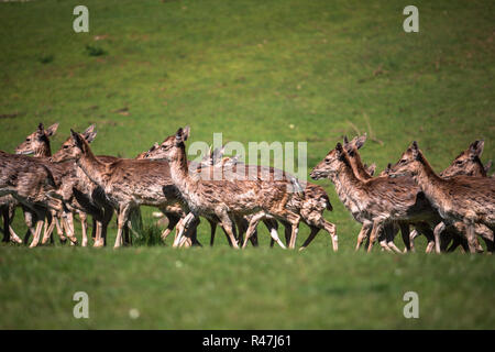 Im Sommer Aussicht auf eine Herde von Damhirsch (Dama Dama) auf die grüne Wiese. Diese Säugetiere der Familie cervidae gehören Stockfoto