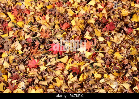 Blätter des Ginkgo-Baum und Ahorn im Herbst Stockfoto