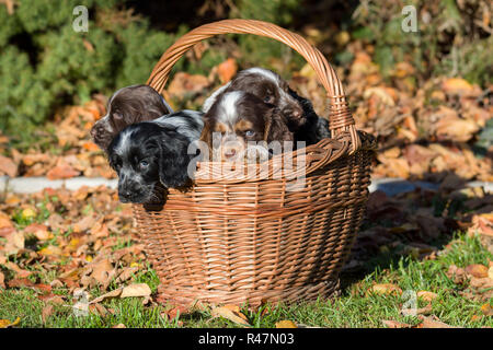 English Cocker Spaniel Welpen im Korb Stockfoto