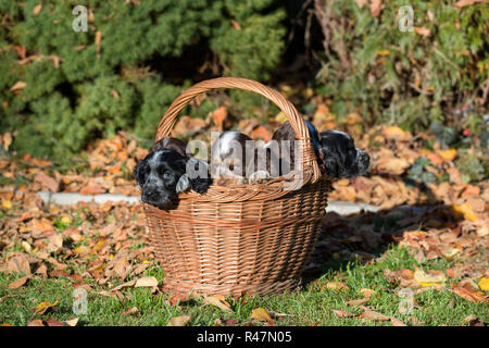 English Cocker Spaniel Welpen im Korb Stockfoto
