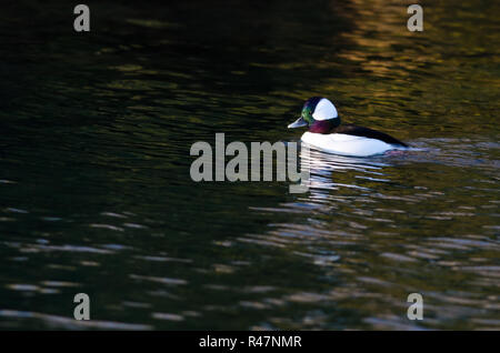 Männliche Bufflehead Enten schwimmen auf dem Wasser Stockfoto