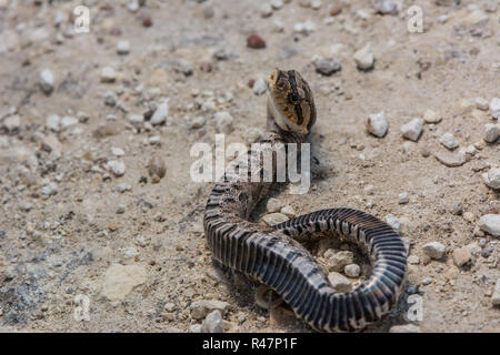 Östlichen Hog-gerochene Schlange (Heterodon platirhinos) von Ellis County, Kansas, USA. Stockfoto