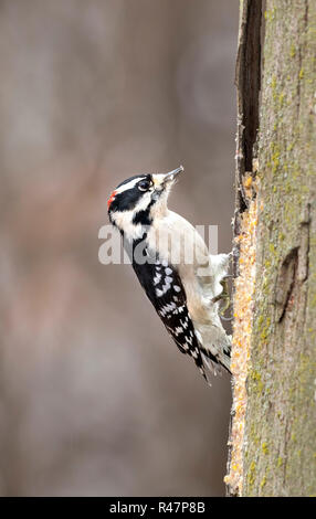 Downy Woodpecker (Dryobates pubescens) männliche Fütterung auf einem Baumstamm, Iowa, USA Stockfoto