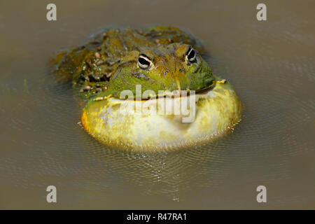 Afrikanische Riese Bullfrog Stockfoto