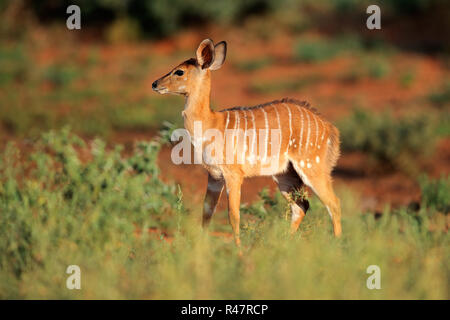 Nyala Antilope Stockfoto