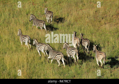 Ebenen Zebras Stockfoto