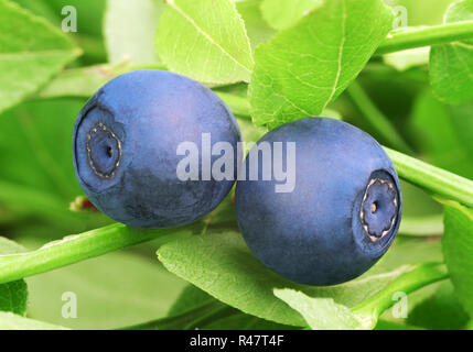 Zwei Wald Beeren Heidelbeeren auf den grünen Zweig auf einem natürlichen Hintergrund. Stockfoto