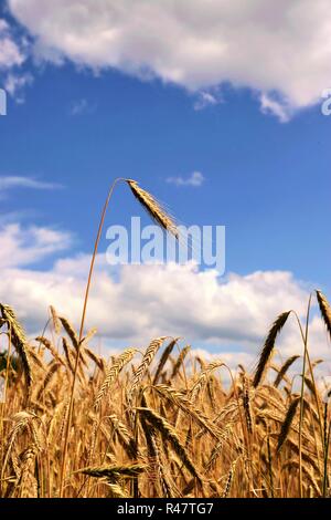 Kornfeld im Sommer unter blauem Himmel Stockfoto