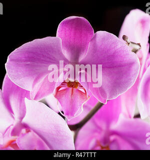 Rosa Orchidee auf Schwarz Stockfoto