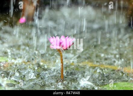 Seerose im Teich mit Regentropfen Stockfoto