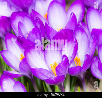 Lila Krokusse Blüten Stockfoto