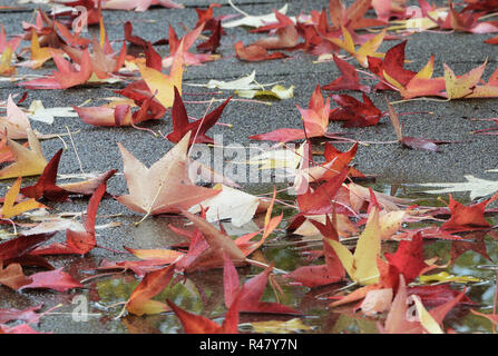 Ahorn Blätter im Herbst Farben über eine Straße in einer Stadt park gefallen Stockfoto