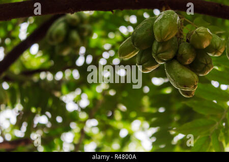 Die grüne Frucht Bilimbi, Bilimbing, Gurke Baum, Baum Sauerampfer (Averrhoa bilimbi) Stockfoto