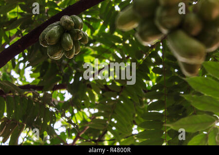 Die grüne Frucht Bilimbi, Bilimbing, Gurke Baum, Baum Sauerampfer (Averrhoa bilimbi) Stockfoto