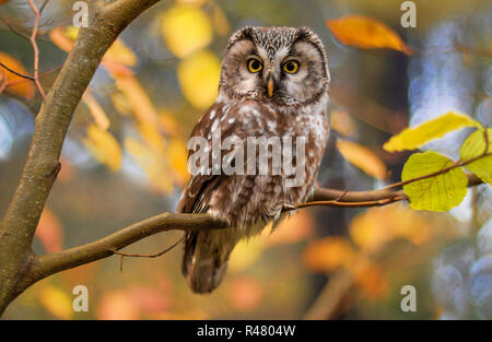 Boreal owlÂ im Herbst Blätter Stockfoto