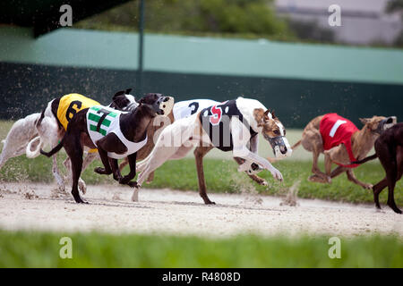 Hunderennen im Palm Beach Kennel Club, Palm Beach, Florida Stockfoto