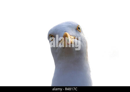 Seagull starrte auf die Kamera Stockfoto