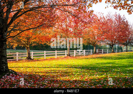 Die Lichtung mit üppigen grünen Gras leuchtet durch die Sonne und durch eine Gasse von roten Herbst Ahorn gerahmt, die Blätter fallen, die sich langsam über den Rasen. Th Stockfoto