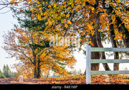 Der Weg in die Ferne über den Horizont hinaus führenden mit Herbst vergilbter Bäume auf der Seite der Straße ist wie ein Symbol der Transienten menschlichen Lebens comi Stockfoto