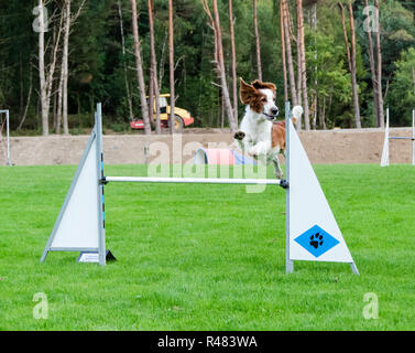 Ein Wettbewerb in der Beweglichkeit für Hund Stockfoto