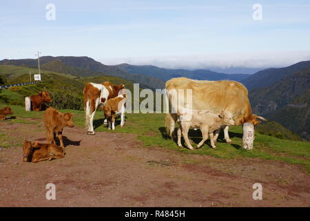 Rinder auf der Hochebene Paul da Serra Stockfoto