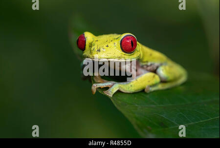 Laubfrosch in Costa Rica Stockfoto