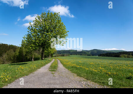 Dirt Road im Frühling - Wandern in Sachsen Stockfoto