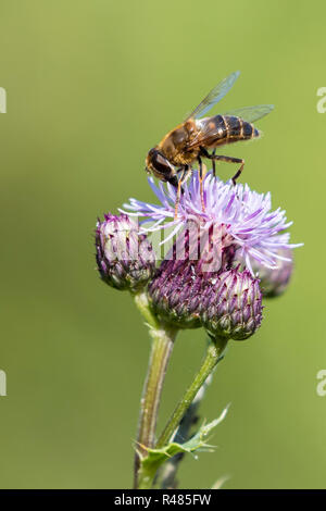 Biene auf einer Distel Stockfoto