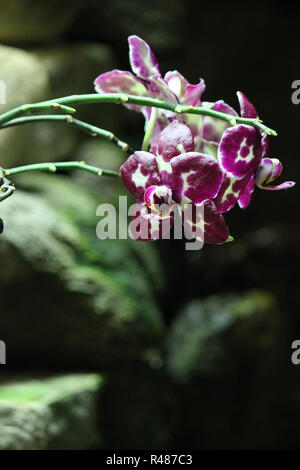 Wunderschöne tiefrosa und weiße Orchideenblüten, die auf der sonnigen Wiese wachsen. Stockfoto
