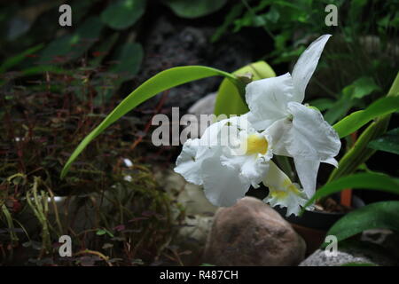 Schöne Blumen, weiße van vilet holländische Iris, Iris hollandica, wächst auf der Wiese. Stockfoto