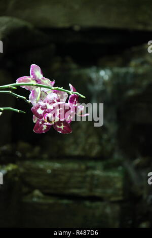 Wunderschöne tiefrosa und weiße Orchideenblüten, die auf der sonnigen Wiese wachsen. Stockfoto