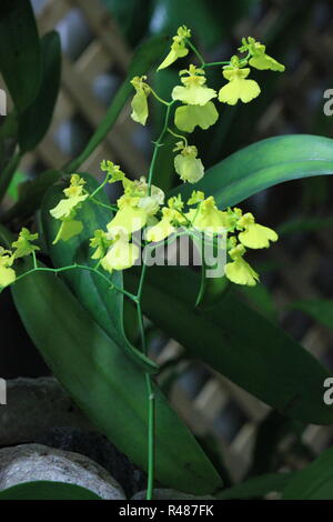 Schöne Blumen wachsen auf der sonnigen Wiese. Stockfoto