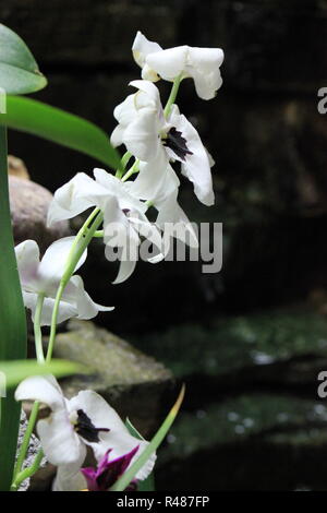 Schöne Blumen, weiße van vilet holländische Iris, Iris hollandica, wächst auf der Wiese. Stockfoto