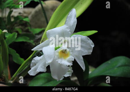 Schöne Blumen, weiße van vilet holländische Iris, Iris hollandica, wächst auf der Wiese. Stockfoto